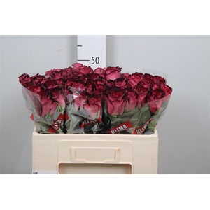 R Gr Scarlet Ruby