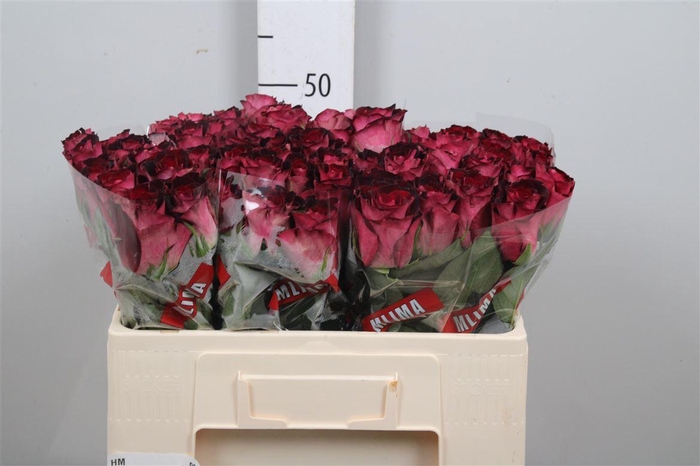 <h4>R Gr Scarlet Ruby</h4>