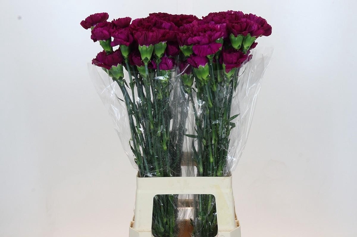 <h4>Dianthus St Yukari Violet</h4>