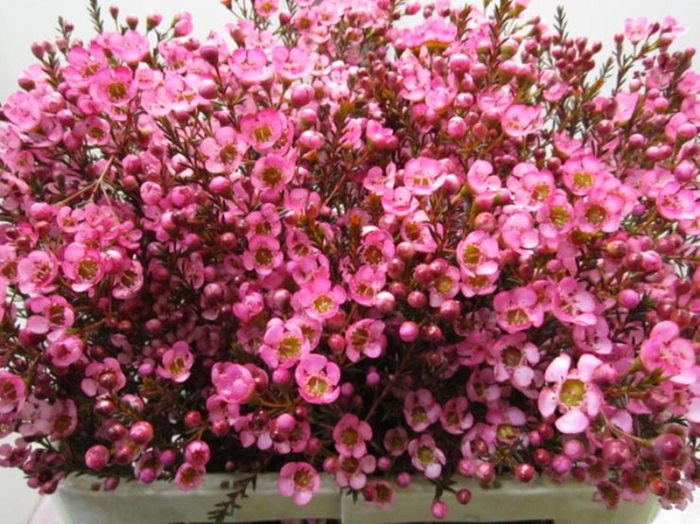 <h4>Chame Tal Cerise</h4>