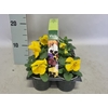Viola wittrockiana sixpack F1 Yellow