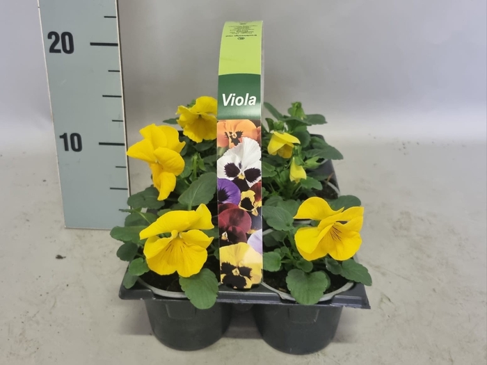 Viola wittrockiana sixpack F1 Yellow