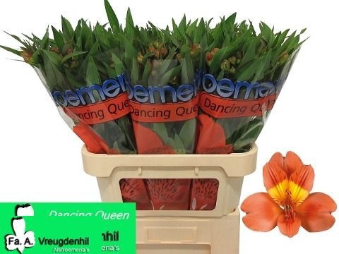 <h4>ALSTR DANCING QUEEN</h4>