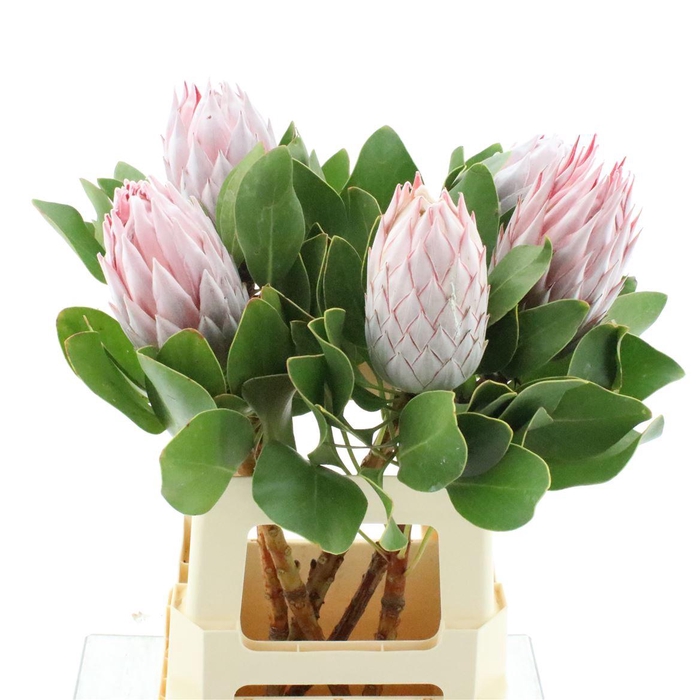 <h4>Protea Cynaroides</h4>