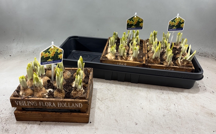 <h4>ARR N TETE A TETE</h4>