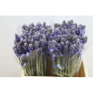 Scilla Blue