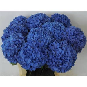 Hydr M Ch Pimpernel 80cm