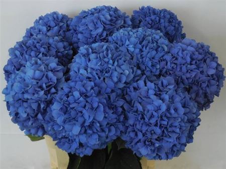 <h4>Hydr M Ch Pimpernel 80cm</h4>