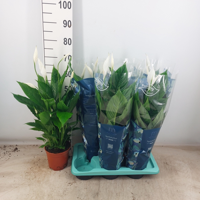 <h4>SPATH VIVALDI</h4>