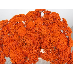 Achillia Oranje