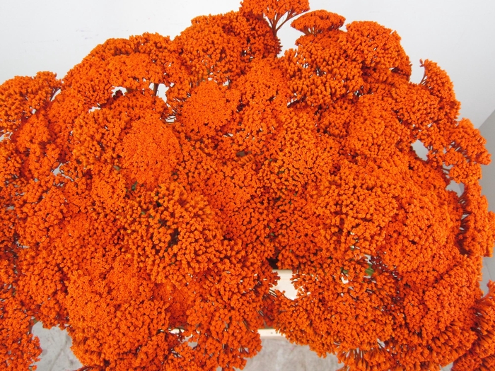<h4>Achillia Oranje</h4>