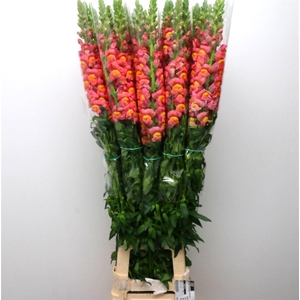 Antir Op Orange Extra X L