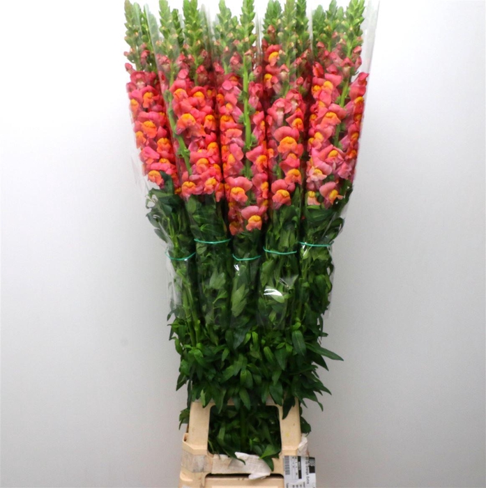 <h4>Antir Op Orange Extra X L</h4>