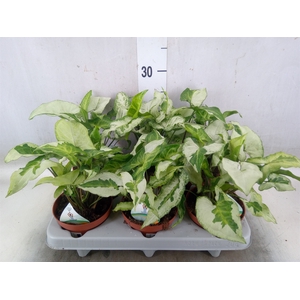 Syngonium   ...