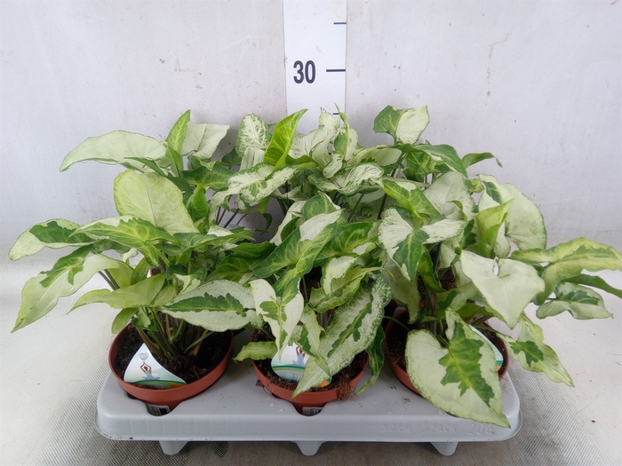 <h4>Syngonium   ...</h4>