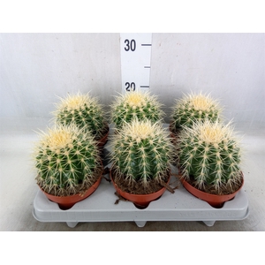 Echinocactus grusonii