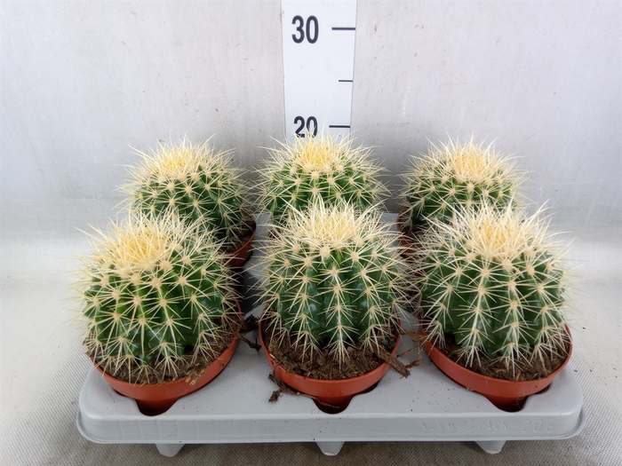 <h4>Echinocactus grusonii</h4>