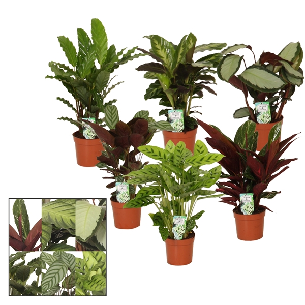 <h4>Calathea 12cm gemengd</h4>