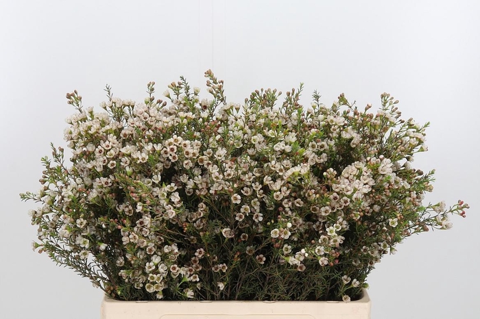 <h4>Chame Blondie</h4>