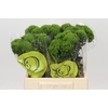 Dianthus Br Kiwi Mellow