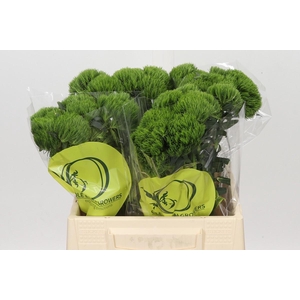 Dianthus Br Kiwi Mellow