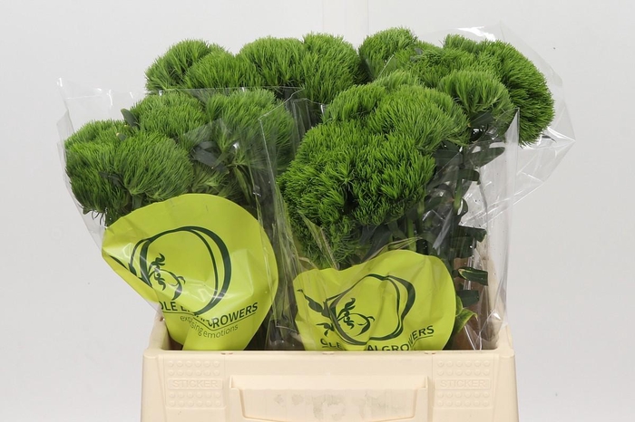 <h4>Dianthus Br Kiwi Mellow</h4>