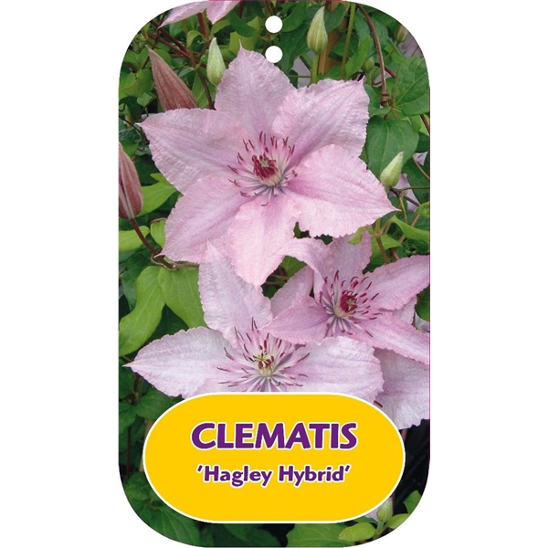 <h4>Clematis 'Hagley Hybrid'</h4>