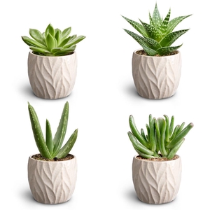 Leaf Sand Suc. Collection