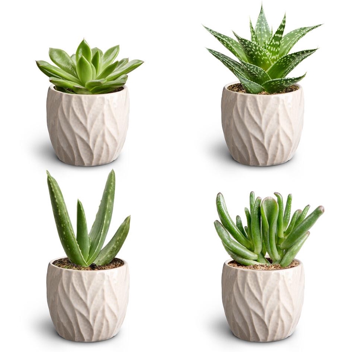 <h4>Leaf Sand Suc. Collection</h4>