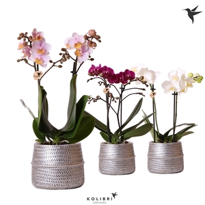 Kolibri Orchids Phalaenopsis mix 2 spike in Groove pot silver