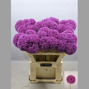 ALLIUM GIGANTEUM