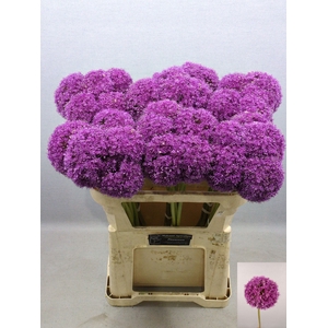 ALLIUM GIGANTEUM