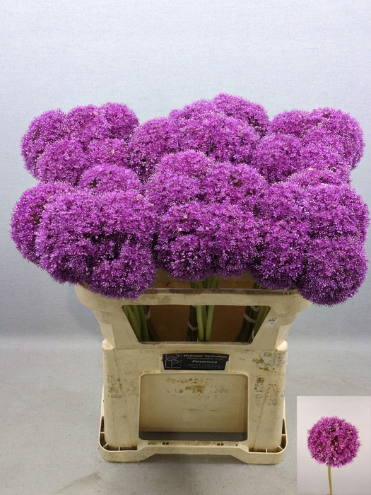 <h4>ALLIUM GIGANTEUM</h4>