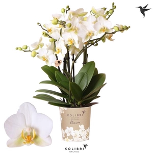 Phalaenopsis Multifloratypes Anthura Lausanne