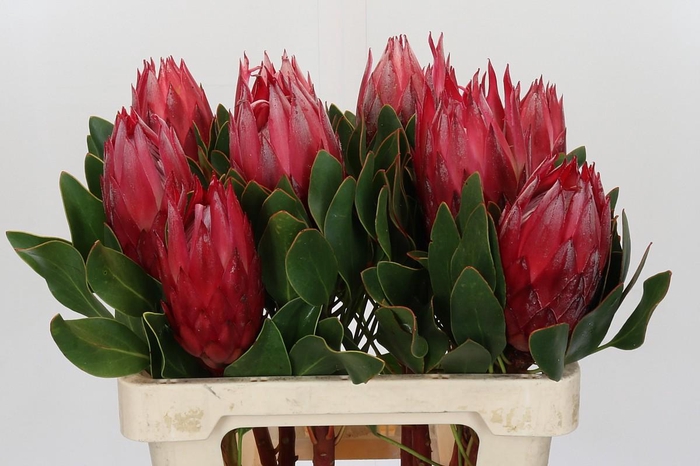 <h4>Protea Cynaroides Madiba</h4>