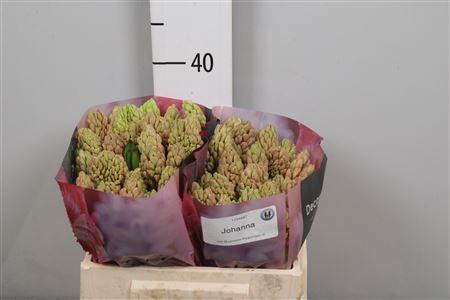 <h4>Hyac Johanna</h4>