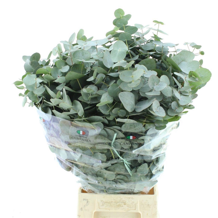 <h4>EUC CINEREA PER BOS</h4>