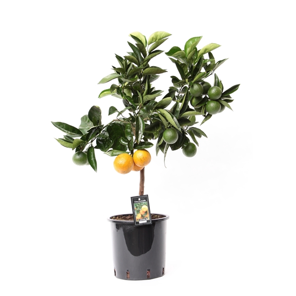 <h4>Citrus Red Orange</h4>