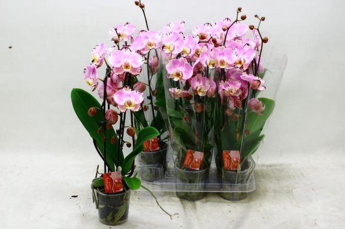 <h4>PHAL EL CASCADE</h4>