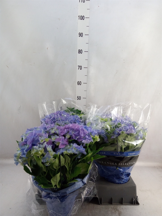 <h4>Hydrangea mac. 'Early Blue'</h4>