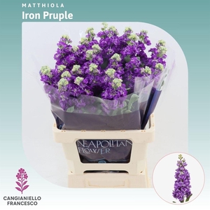 Matthiola Iron Purple