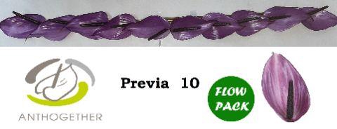 <h4>Anthurium Previa</h4>