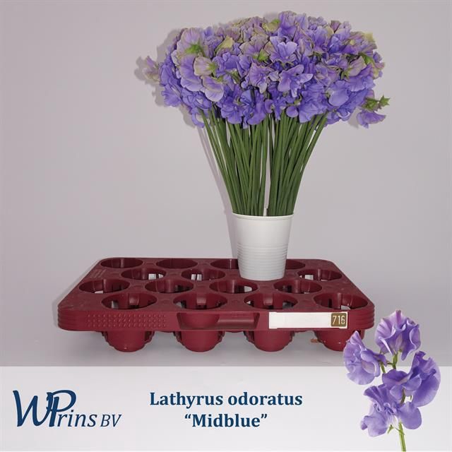 <h4>LATHYR WI EL MIDBLUE</h4>