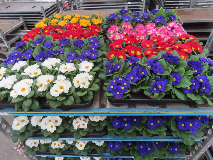 <h4>PRIM AC MIXK</h4>