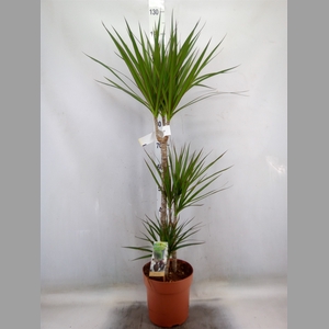 Dracaena marg.