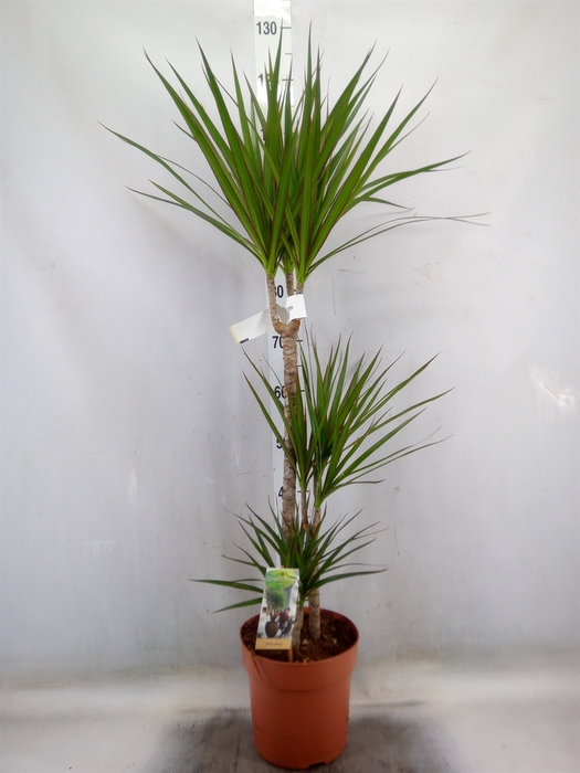 <h4>Dracaena marg.</h4>