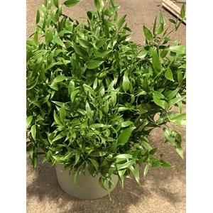 Ruscus snit