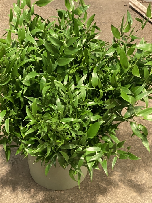 <h4>Ruscus snit</h4>