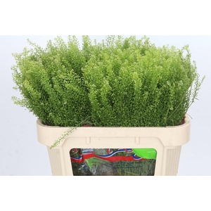 Lepidium Green Dragon