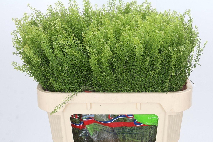 <h4>Lepidium Green Dragon</h4>